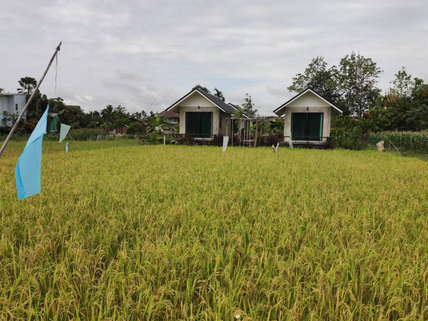 Vieng Pua Homestays ナーン エクステリア 写真